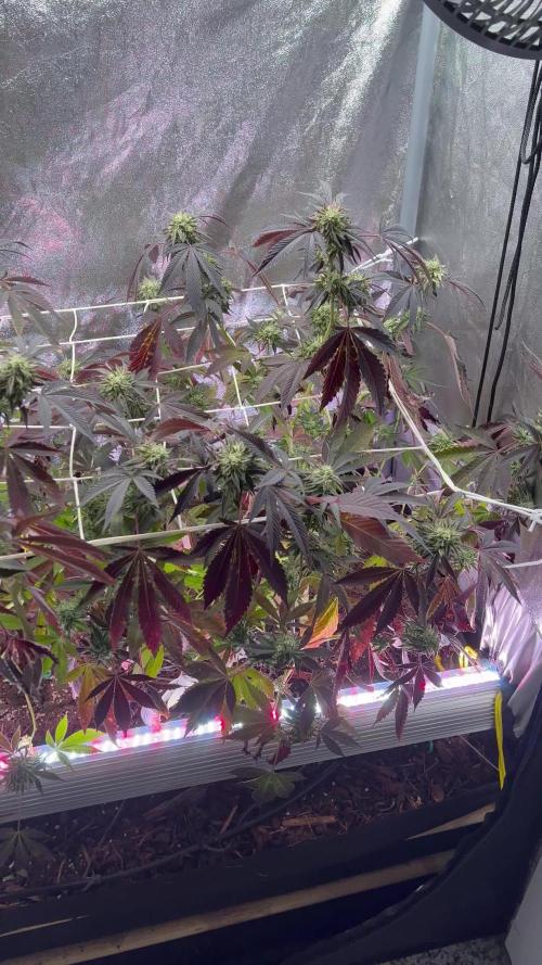 💨🍀🍈 Fresca Melon Clone #5