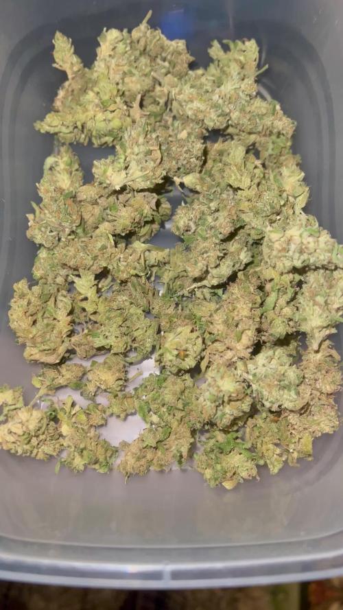 🍬🍭Zkittlez Auto #1