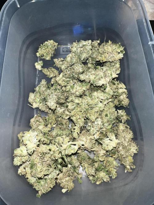 🍬🍭 Zkittlez Auto #4. Week 10