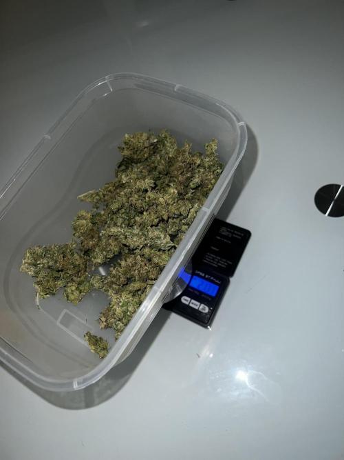 🍬🍭 Zkittlez Auto #4. Week 10