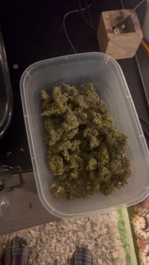 🍬🍭 Zkittlez Auto #2