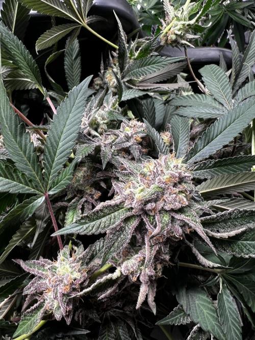 💨🍀🍈Fresca Melon Clone #2. Week 20