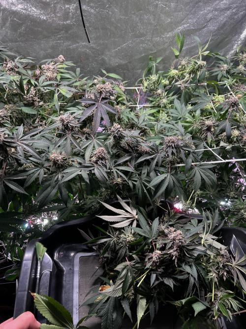 💨🍀🍈Fresca Melon Clone #2. Week 20