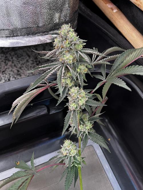 💨🍀🍈Fresca Melon Clone #2. Week 20