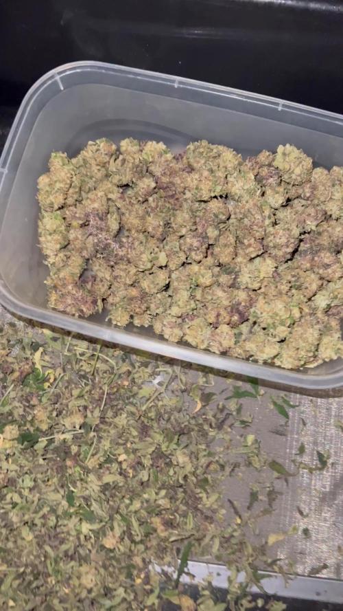 💨🍈🍀 Fresca Melon Clone #1