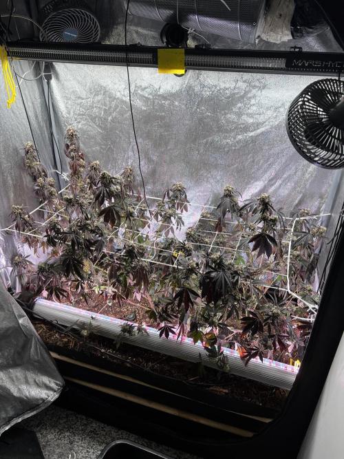 💨🍀🍈 Fresca Melon Clone #3. Week 17