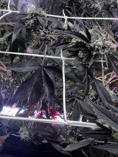 💨🍀🍈 Fresca Melon Clone #3. Week 17