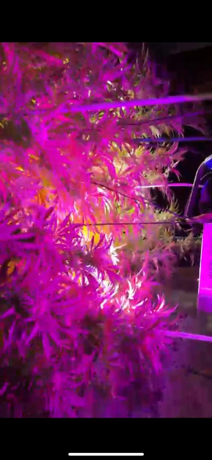 💨🍀🍈Fresca Melon Outdoor. Week 19