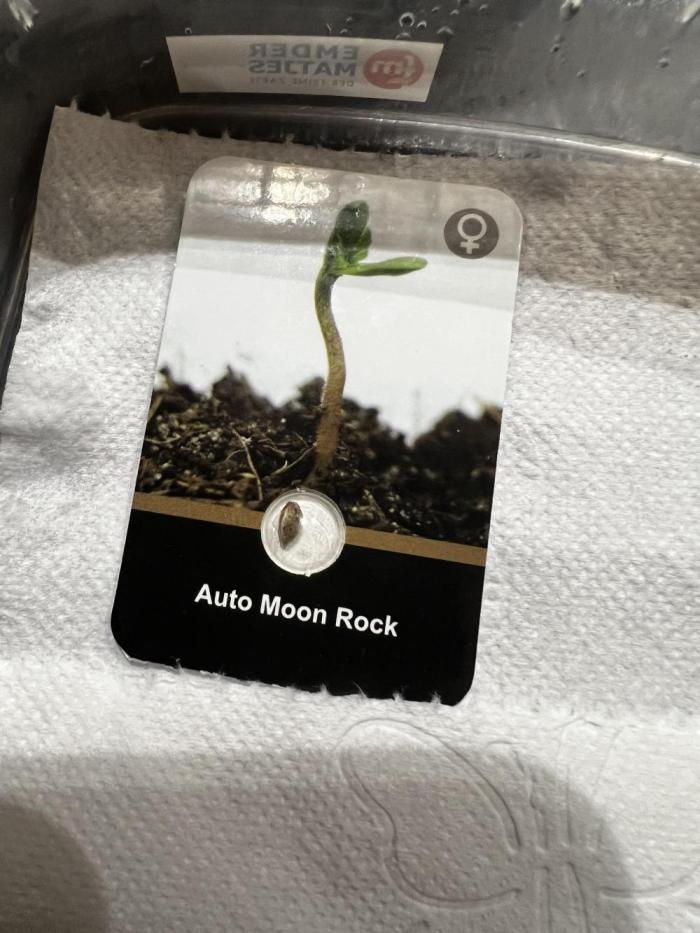 🌓Auto Moon Rock. Week 0