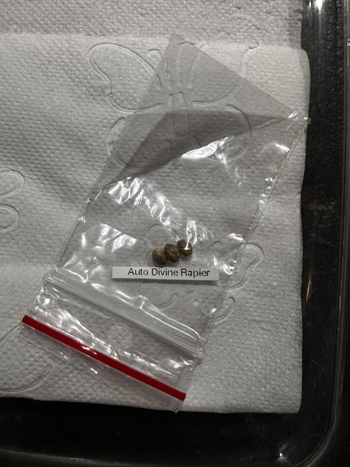 ⚔️ Auto Divine Rapier. Week 0