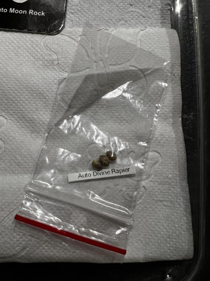 🏵️ Auto Divine Rapier. Week 0