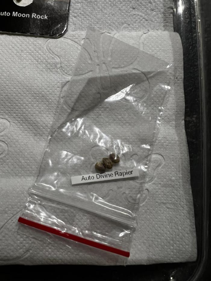 🗿🌋Auto Divine Rapier. Week 0