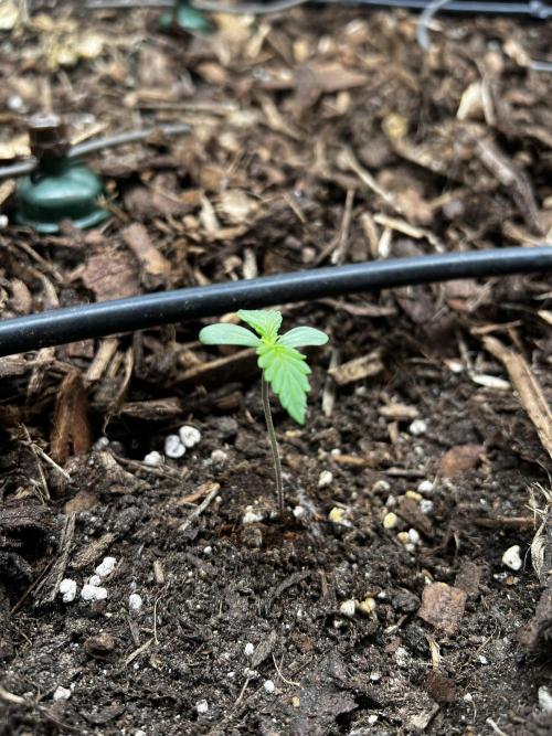 Gorilla Z Auto #2 🦍🍬. Week 1