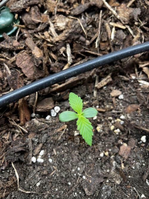 Gorilla Z Auto #2 🦍🍬. Week 1