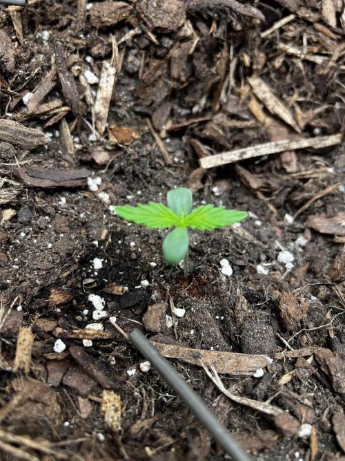 Gorilla Z Auto #3 🦍🍬. Week 1