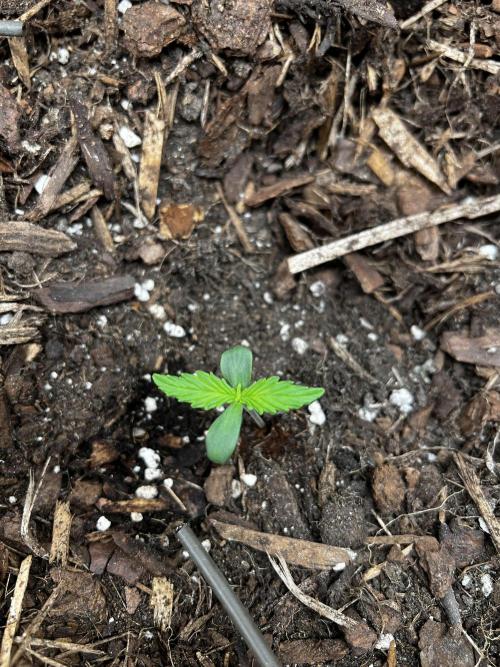 Gorilla Z Auto #3 🦍🍬. Week 1