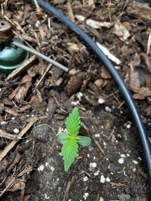Gorilla Z Auto #4 🦍🍬. Week 1