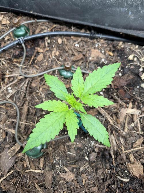 Gorilla Z Auto #1 🦍🍬. Week 2