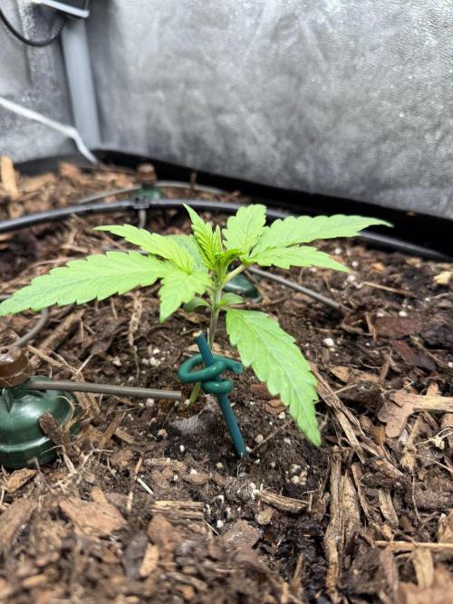 Gorilla Z Auto #1 🦍🍬. Week 2