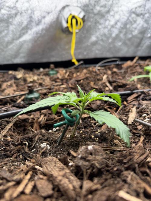 Gorilla Z Auto #2 🦍🍬. Week 2