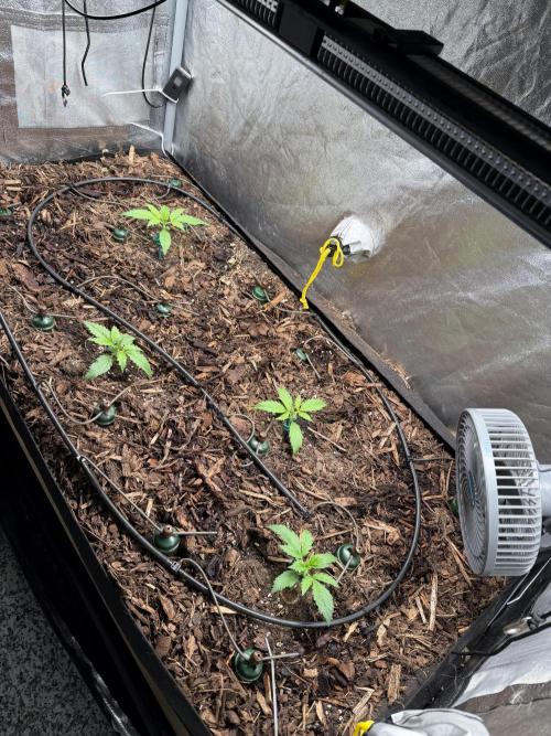 Gorilla Z Auto #3 🦍🍬. Week 2