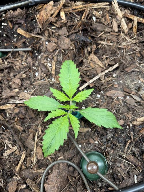 Gorilla Z Auto #3 🦍🍬. Week 2