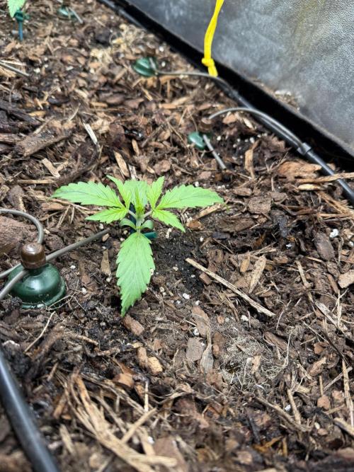 Gorilla Z Auto #3 🦍🍬. Week 2
