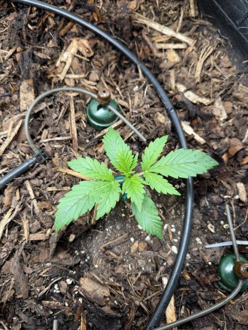Gorilla Z Auto #4 🦍🍬. Week 2