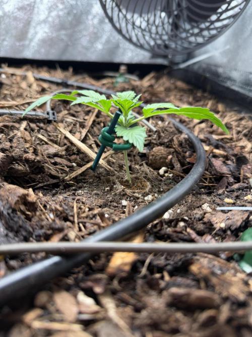 Gorilla Z Auto #4 🦍🍬. Week 2