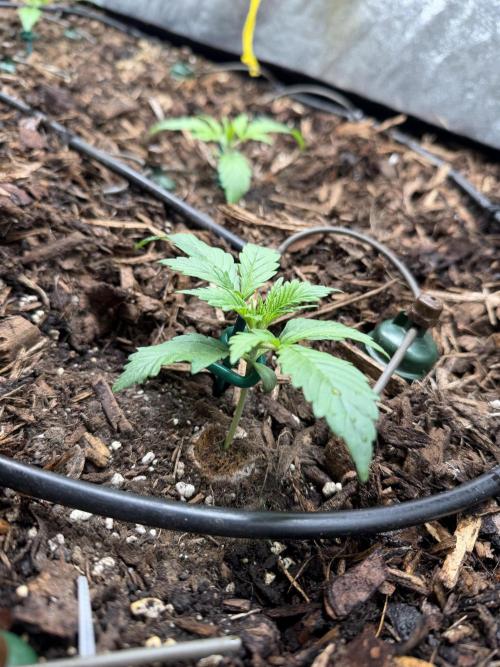 Gorilla Z Auto #4 🦍🍬. Week 2