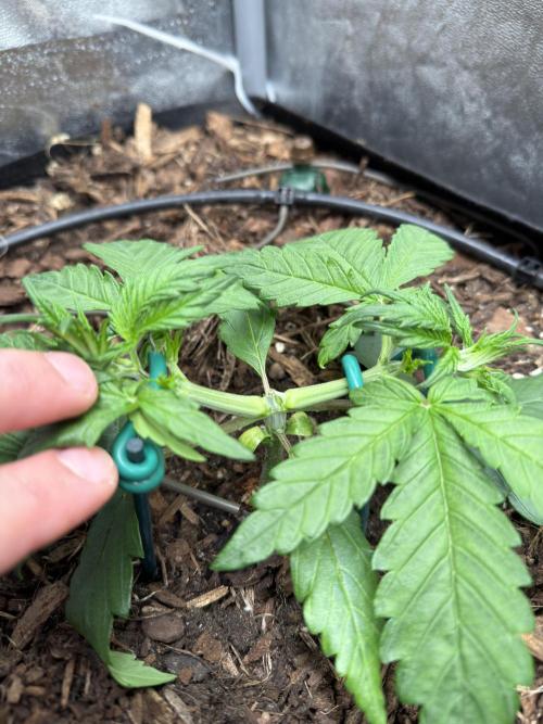 Gorilla Z Auto #1 🦍🍬. Week 3