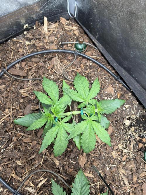 Gorilla Z Auto #1 🦍🍬. Week 3