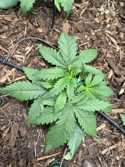 Gorilla Z Auto #2 🦍🍬. Week 3