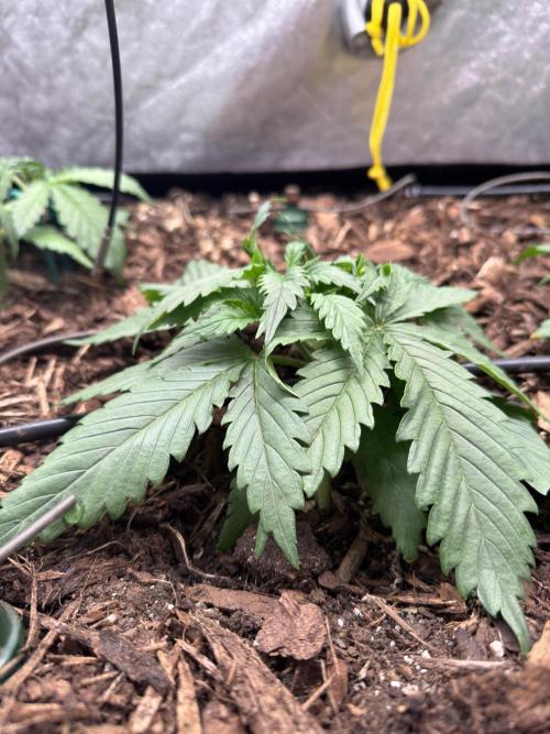 Gorilla Z Auto #2 🦍🍬. Week 3