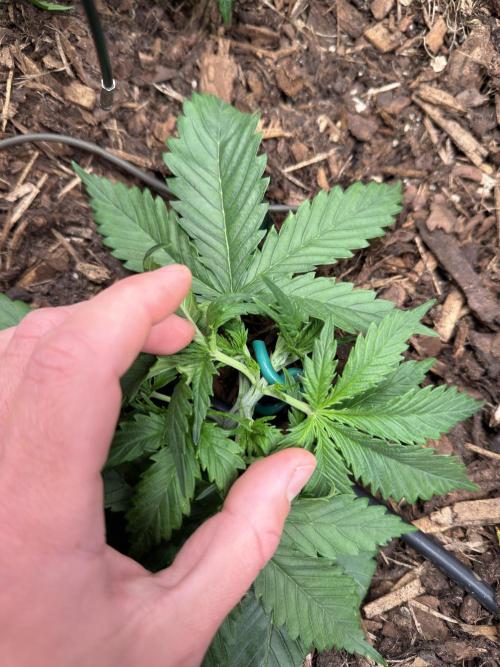 Gorilla Z Auto #2 🦍🍬. Week 3