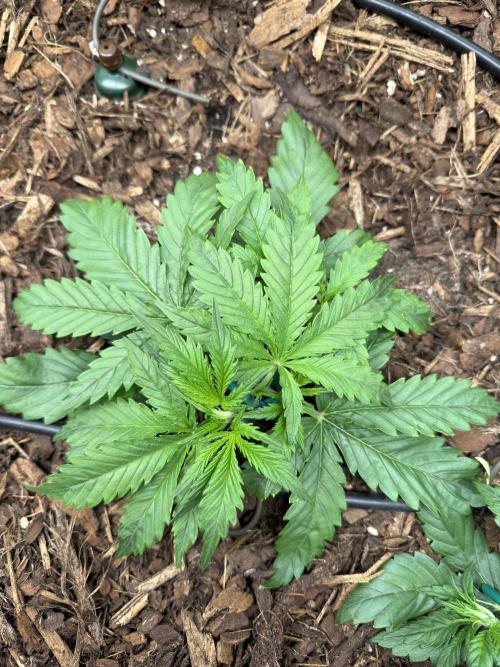 Gorilla Z Auto #3 🦍🍬. Week 3