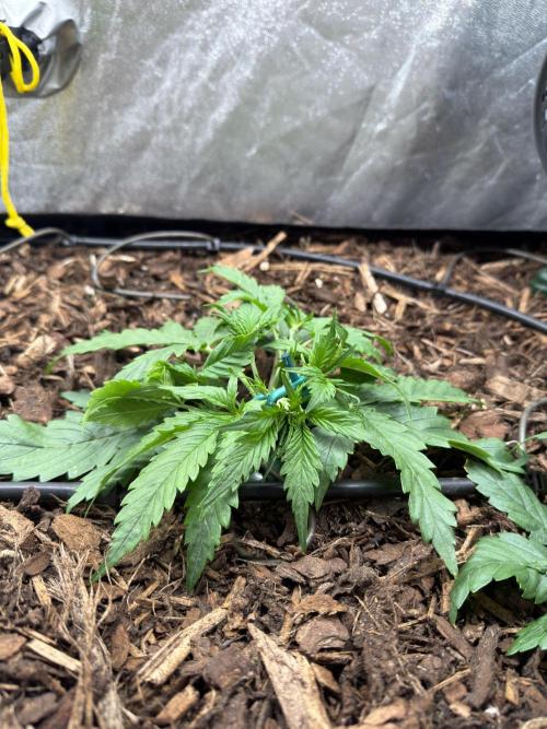 Gorilla Z Auto #3 🦍🍬. Week 3