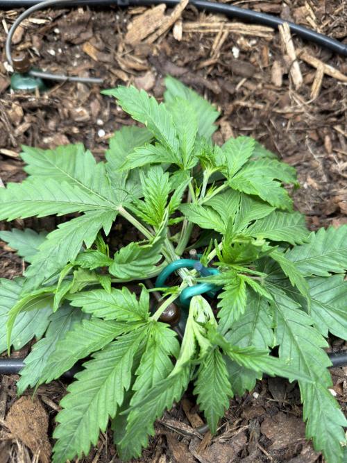 Gorilla Z Auto #3 🦍🍬. Week 3