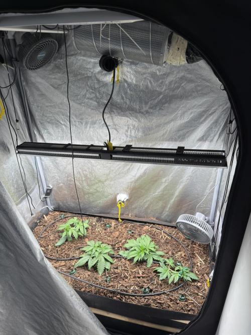 Gorilla Z Auto #4 🦍🍬. Week 3