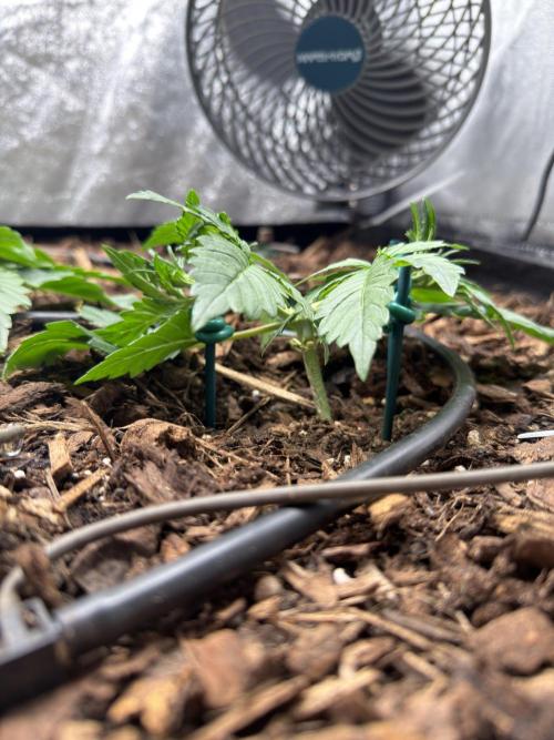 Gorilla Z Auto #4 🦍🍬. Week 3