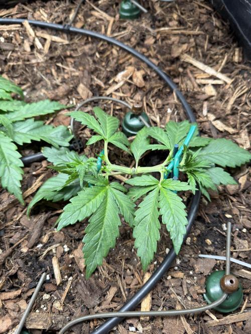 Gorilla Z Auto #4 🦍🍬. Week 3