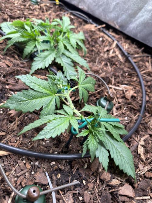 Gorilla Z Auto #4 🦍🍬. Week 3