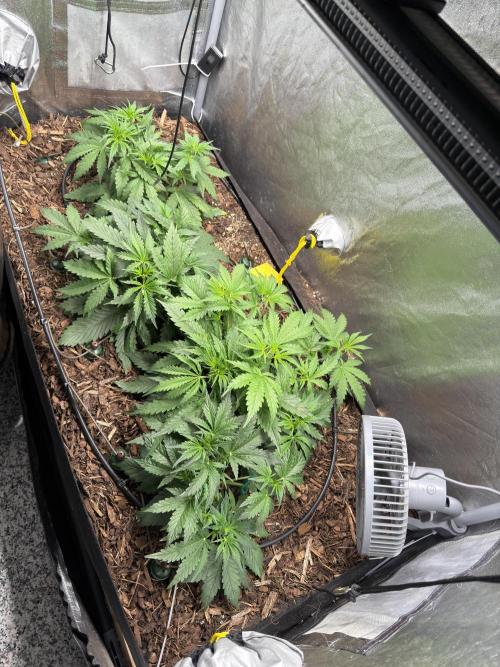 Gorilla Z Auto #1 🦍🍬. Week 4
