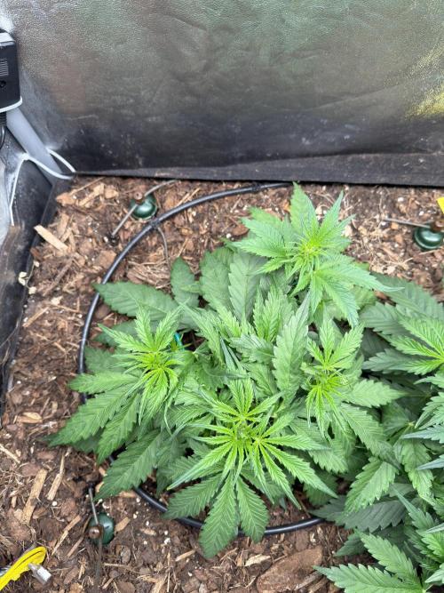 Gorilla Z Auto #1 🦍🍬. Week 4