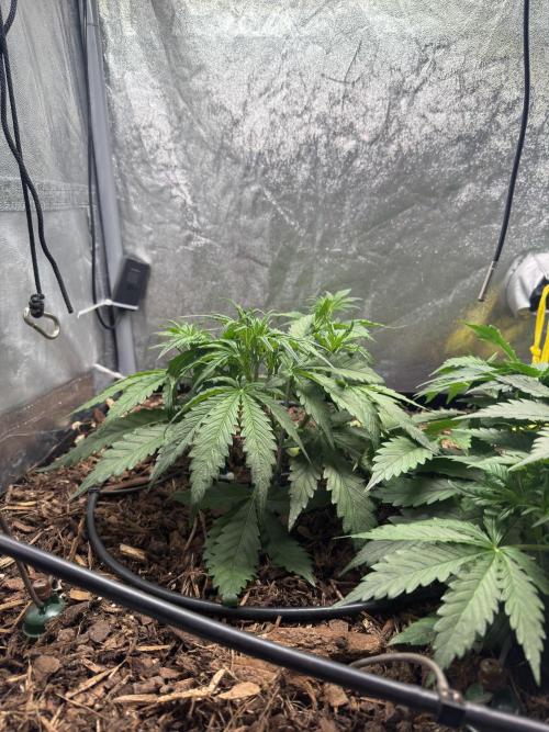 Gorilla Z Auto #1 🦍🍬. Week 4