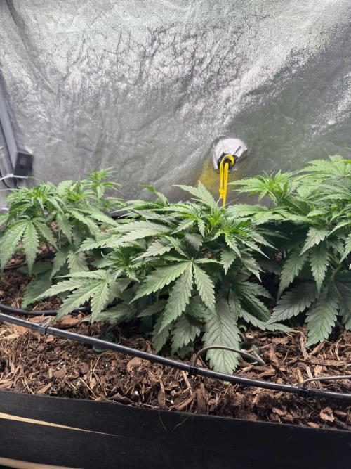 Gorilla Z Auto #2 🦍🍬. Week 4