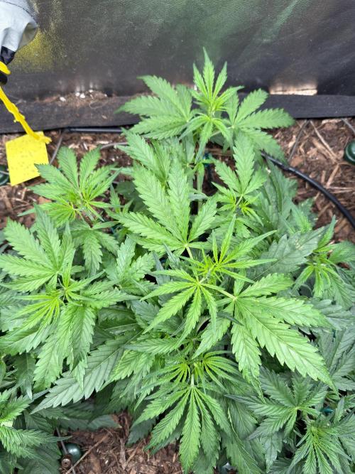 Gorilla Z Auto #3 🦍🍬. Week 4