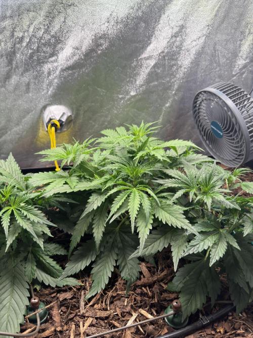 Gorilla Z Auto #3 🦍🍬. Week 4