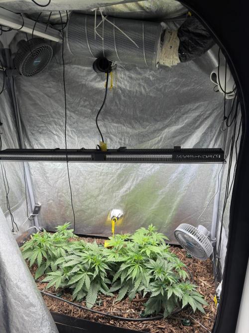 Gorilla Z Auto #4 🦍🍬. Week 4