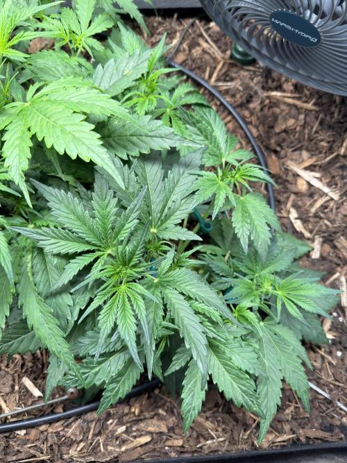 Gorilla Z Auto #4 🦍🍬. Week 4